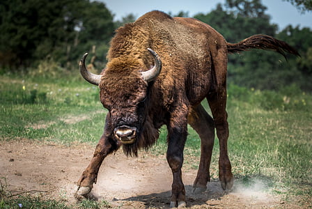 brown bison near green trees during daytime thumbnail
