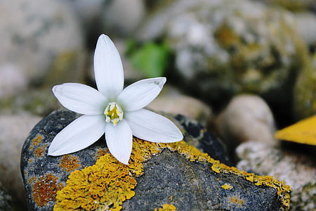 white petaled flower on gray stone thumbnail