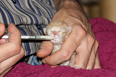 person holding orange kitten thumbnail
