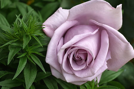 purple rose photo thumbnail