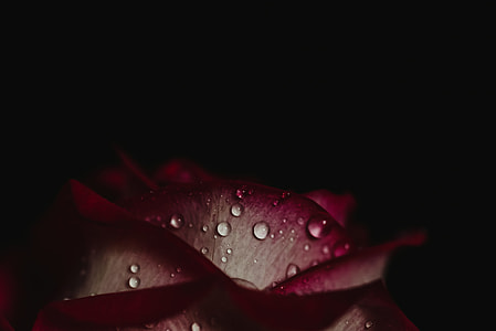 rose, petal, raindrop, dew drop thumbnail