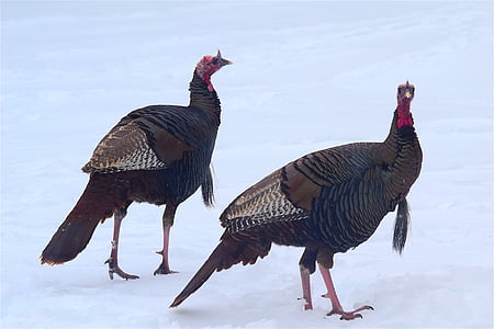 two black turkeys on white plain thumbnail