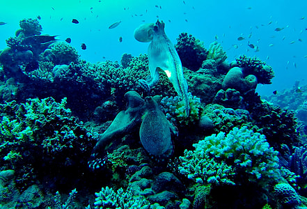underwater photography of squid thumbnail