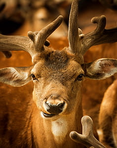brown deer photo thumbnail