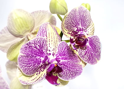 purple-and-beige moth orchid thumbnail