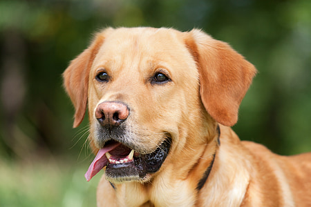adult yellow labrador retriever thumbnail