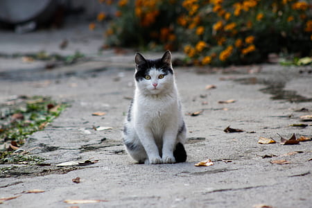 white and black cat standing on concrete road thumbnail
