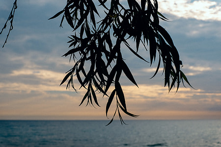 Leaves silhouette thumbnail