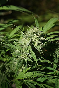green cannabis plant in close-up photography thumbnail