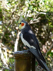 wildlife photography gray and white cockatiel perched on post thumbnail