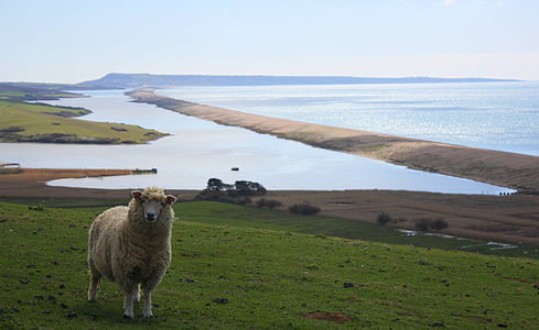 brown lamb standing on grass field during daytime thumbnail