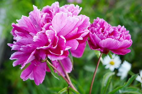 pink flowers thumbnail