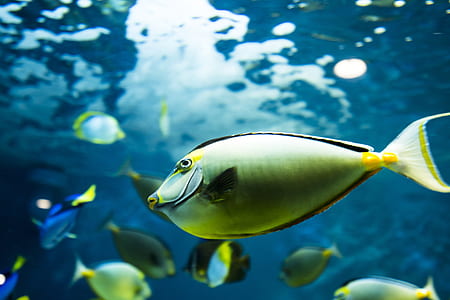 green fish thumbnail