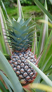 pineapple during daytime thumbnail