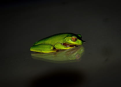 Green Frog on Black Surface thumbnail