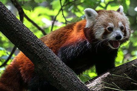 red panda on black branch thumbnail