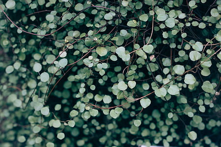 green leaf plant closeup photo thumbnail