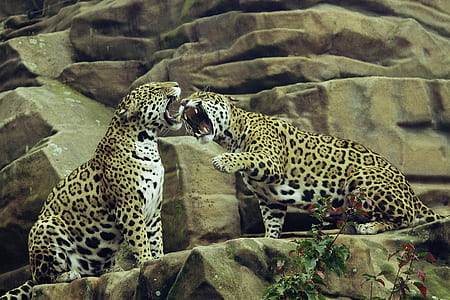 photography of cheetahs on brown rocks thumbnail