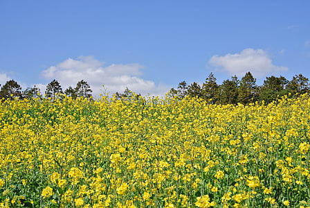 yellow rapeseed field under blue sky landscape photography thumbnail