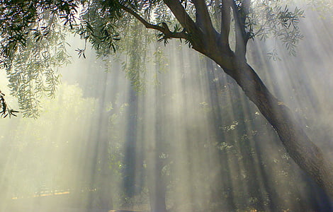 foggy, olive tree, sun, sun stripes thumbnail