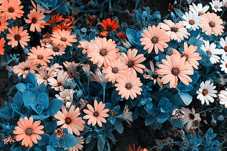 orange daisy flowers in bloomed thumbnail
