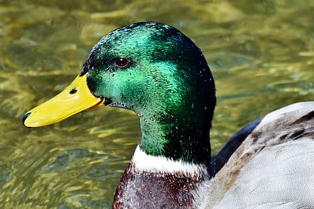 selective focus photography of male mallard duck thumbnail