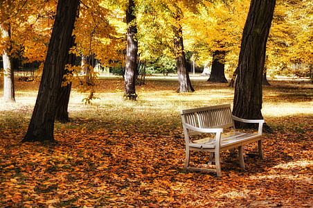 brown wooden bench surrounded by maple leaves thumbnail