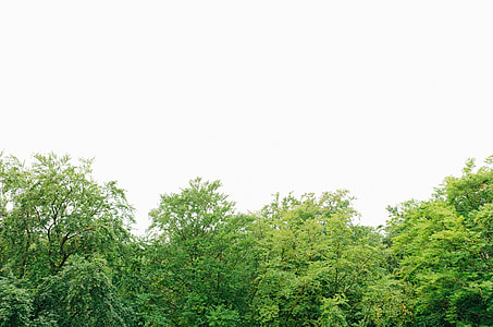 Tree tops thumbnail