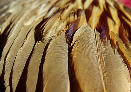 closeup photography of feathers thumbnail