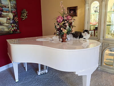cat lying on stomach on grand piano inside room thumbnail