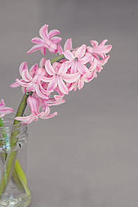 pink flowers on clear glass vase thumbnail