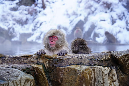 white monkey in hot spring river thumbnail