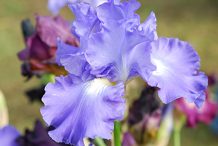 purple petaled flower thumbnail