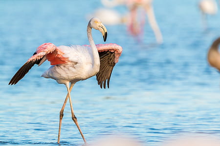 close up photo of white and pink flamingo on blue sea thumbnail