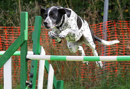 white and black dog jumping on the green and white stick thumbnail