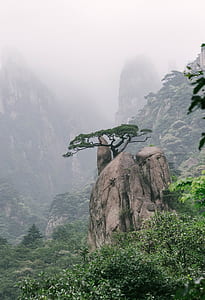 shallow focus photography of green leafed tree on concrete mountain thumbnail