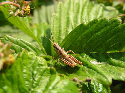 brown grasshopper standing on green leaf thumbnail