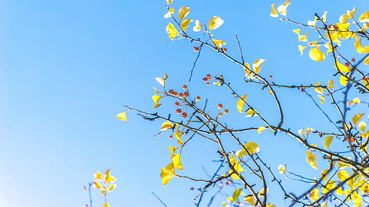 closeup photo of yellow petaled flowers thumbnail