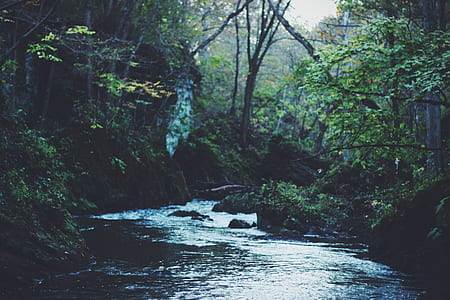 river between tall trees thumbnail