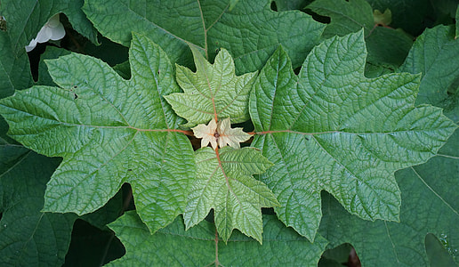 Oak Leaf Hydrangea Leaves, Hydrangea thumbnail