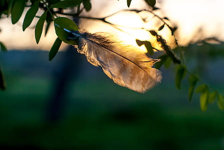 Selective Focus Photography of Brown Feather thumbnail
