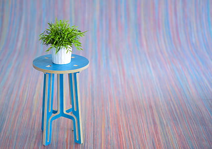 green plant on blue wooden sto thumbnail
