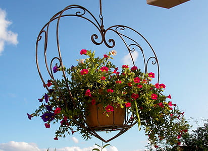 red flowers in brown pot thumbnail