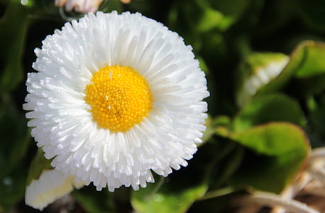 close-up photo of white bellis flower in bloom thumbnail