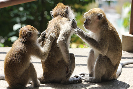 three brown monkeys thumbnail