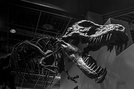 dinosaur skeleton decor thumbnail
