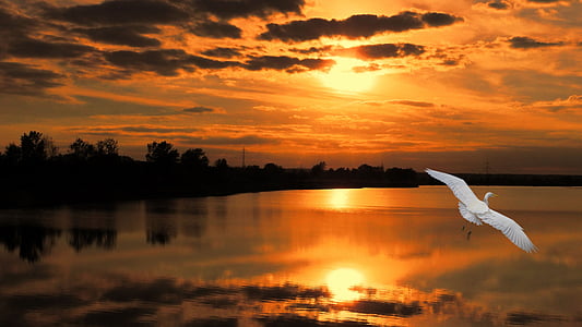 silhouette of trees near body of water thumbnail