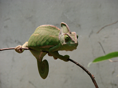 green and brown lizard on brown twig thumbnail