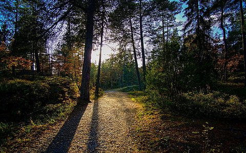 silhouette photo of forest thumbnail