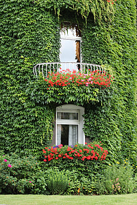 green leafed vine plants during daytime thumbnail